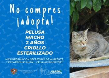 adopta02