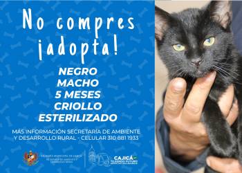 adopta03