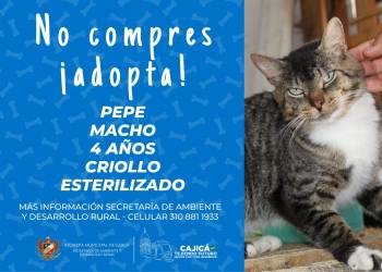 adopta05