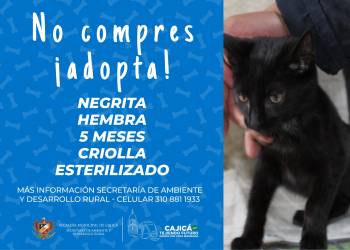 adopta06