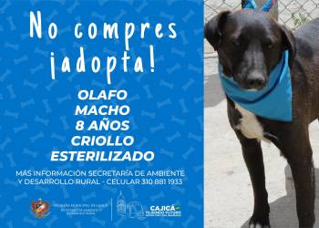 adopta07
