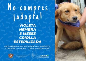 adopta09