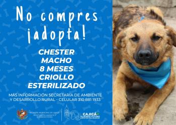 adopta10