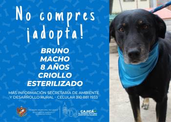 adopta11