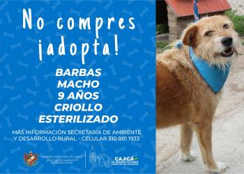 adopta12