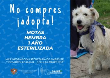 adopta13