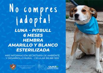 adopta14