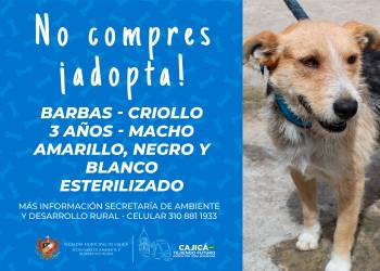 adopta15