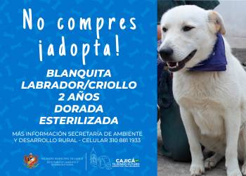 adopta16
