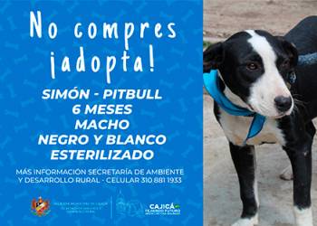 adopta17