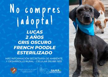 adopta18