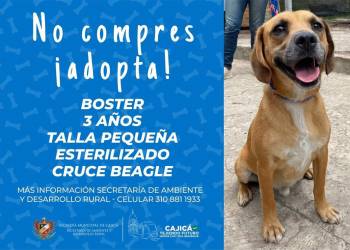 adopta19