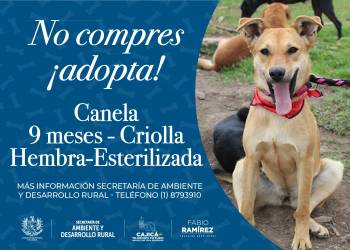 Canela - Canino