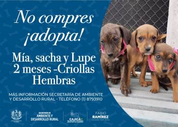 MIa, Sacha, Lupe - Caninos