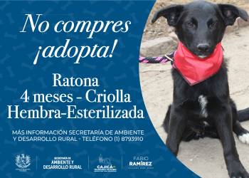 Ratona - Canino