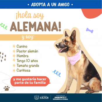 Perritos oficial-02
