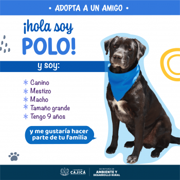 Perritos oficial-04