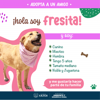Perritos oficial-13