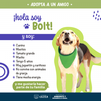 Perritos oficial-16